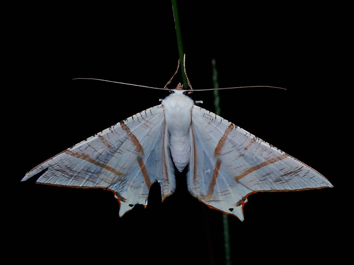 Moth - Ourapteryx claretta  Malaysia,Moth,Ourapteryx claretta,Sabah
