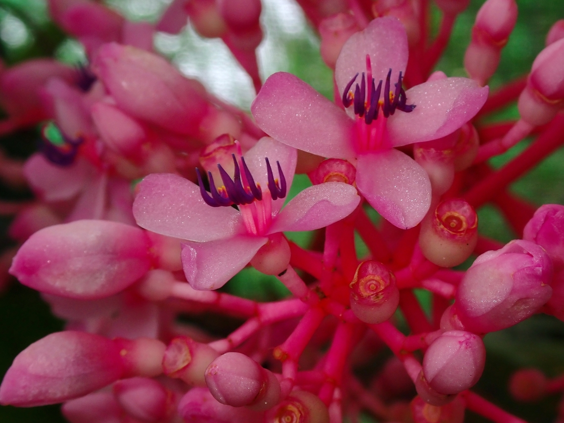 Flowers - Medinilla speciosa  Flowers,Malaysia,Medinilla speciosa,Sabah