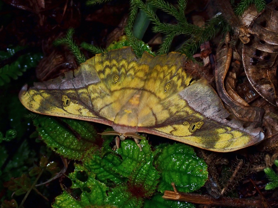 Giant Silkworm Moth - Antheraea rosieri  Antheraea rosieri,Giant Silkworm Moth,Malaysia,Moth,Sabah,Silkworm Moth