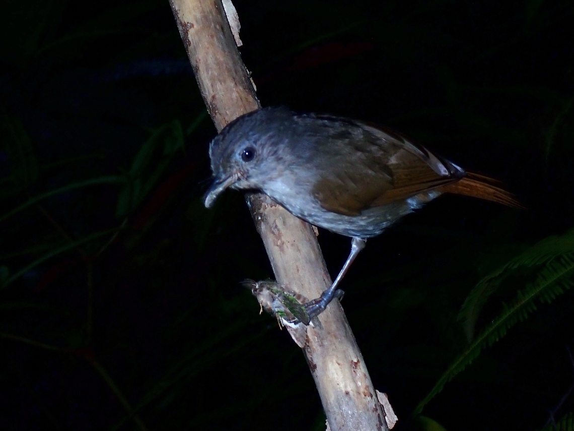 Chestnut-Winged Babbler - Cyanoderma bicolor This bird showed up early morning at the light trap, so it is not the early bird that get the worms, but the early bird that gets the moths :D<br />
<br />
Update on ID due to Taxon split from Cyanoderma erythropterum Babbler,Bird,Cyanoderma bicolor,Cyanoderma erythropterum,Grey-Hooded Babbler,Malaysia,Sabah
