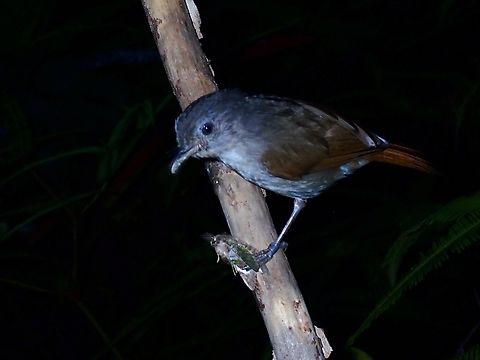 Chestnut-Winged Babbler - Cyanoderma bicolor This bird showed up early morning at the light trap, so it is not the early bird that get the worms, but the early bird that gets the moths :D

Update on ID due to Taxon split from Cyanoderma erythropterum Babbler,Bird,Cyanoderma bicolor,Cyanoderma erythropterum,Grey-Hooded Babbler,Malaysia,Sabah