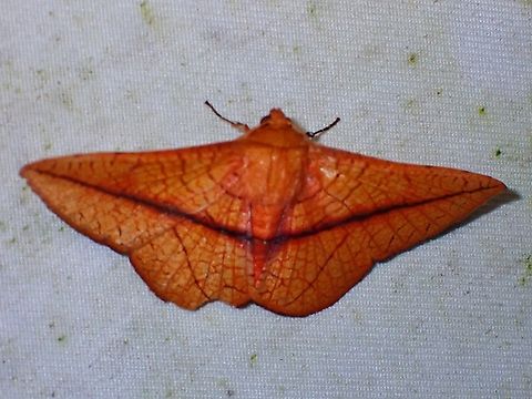 Window-Winged Moth - Striglina scitaria  Malaysia,Moth,Sabah,Striglina scitaria,Window-Winged Moth