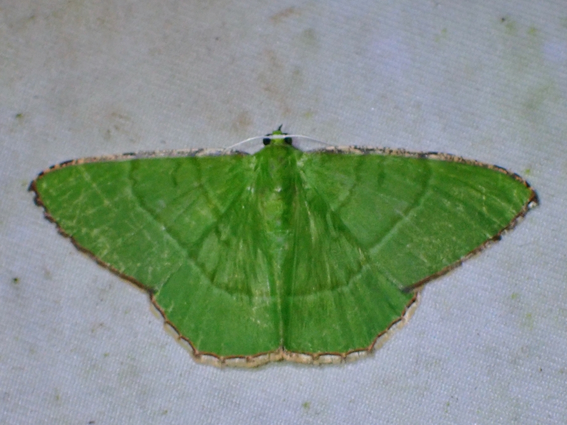 Moth - Ornithospila succincta  Malaysia,Moth,Ornithospila succincta,Sabah