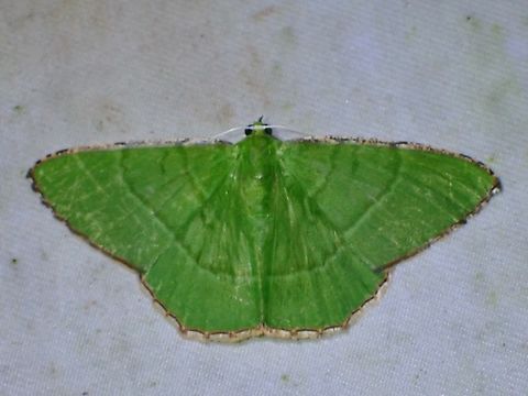 Moth - Ornithospila succincta  Malaysia,Moth,Ornithospila succincta,Sabah