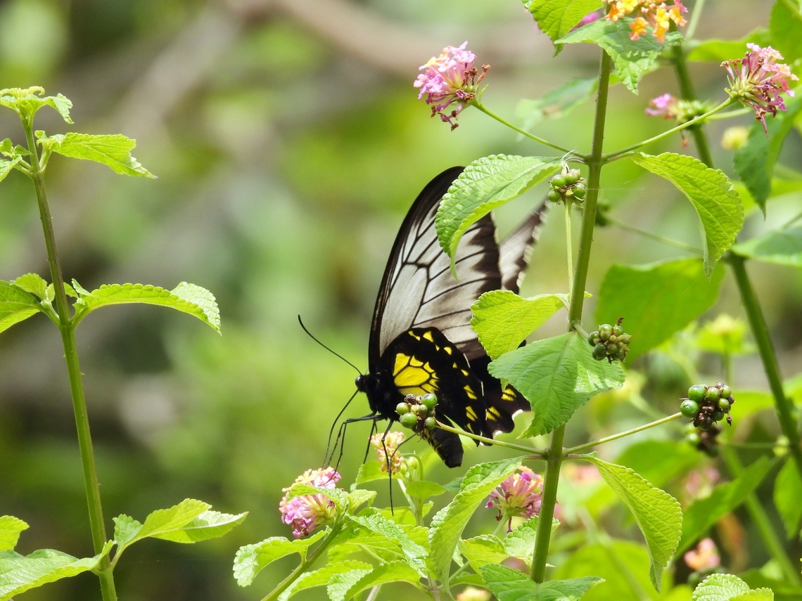 Borneo Birdwing - Troides andromache            Birdwing,Borneo Birdwing,Butterfly,Malaysia,Sabah,Troides andromache
