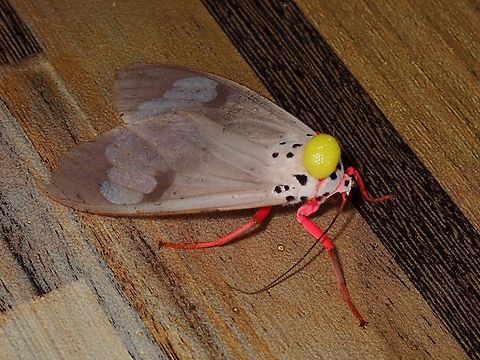 Defensive froth The yellow froth behind the head of this moth is it's defence mechanism. Amerila astreus,Malaysia,Moth,Sabah,Tiger Moth