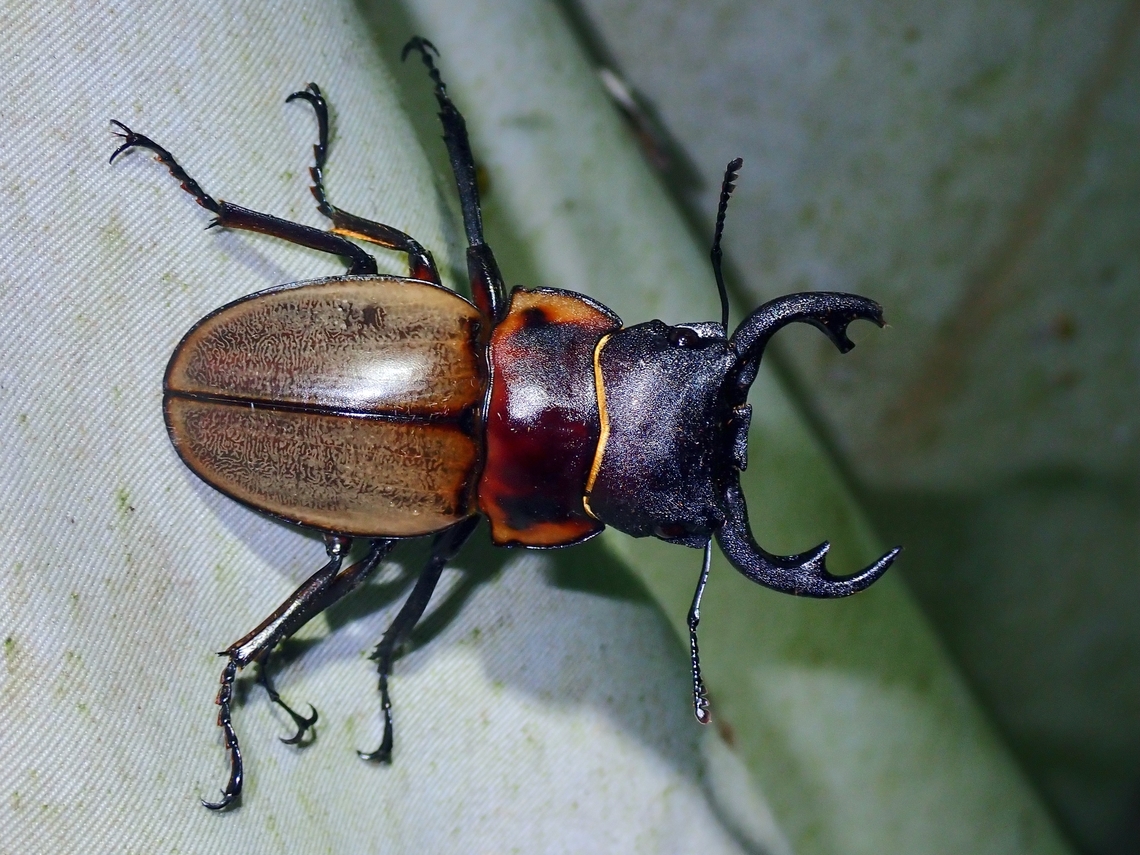 Stag Beetle - Odontolabis sommeri  Beetle,Malaysia,Odontolabis sommeri,Sabah,Stag Beetle