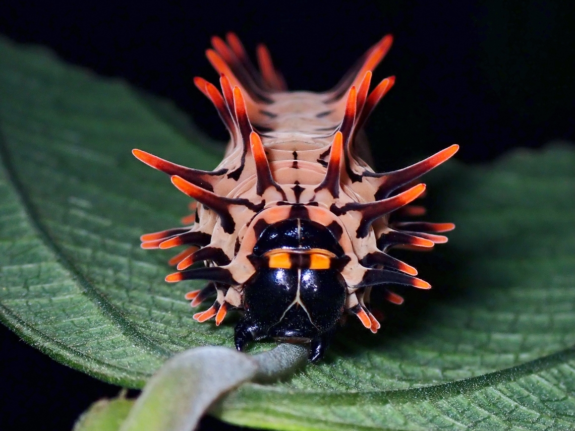 Caterpillar of Goldne Birdwing - Troides aeacus Updated ID - Troides aeacus Birdwing,Butterfly,Caterpillar,Malayan Birdwing,Malaysia,Selangor,Troides aeacus
