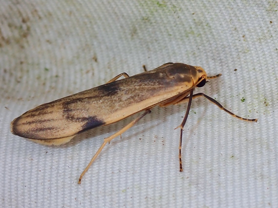 Lichen Moth - Teulisna diastropha  Bitecta diastropha,Lichen Moth,Malaysia,Moth,Sabah