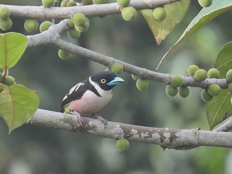 Black-and-Yellow Broadbill - Eurylaimus ochromalus            Bird,Black-and-Yellow Broadbill,Broadbill,Eurylaimus ochromalus,Malaysia,Sabah