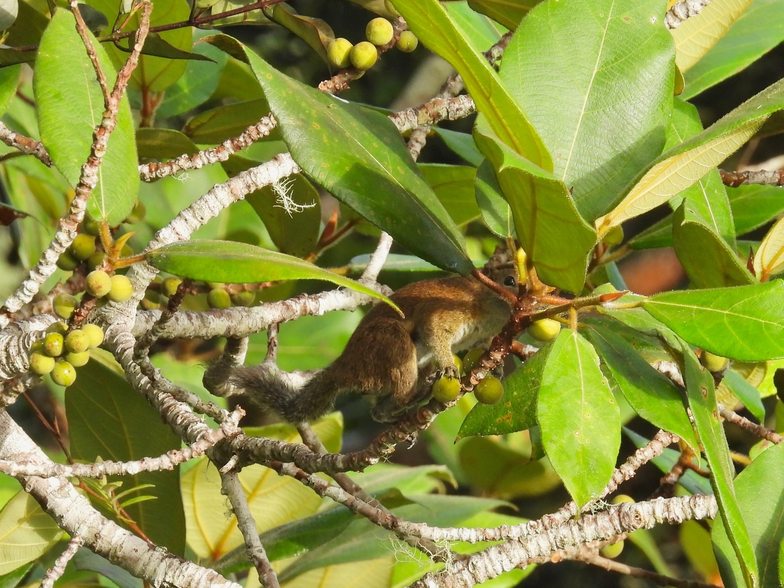 Borneo Black-Banded Squirrel - Callosciurus orestes            Black-Banded Squirrel,Borneo Black-Banded Squirrel,Callosciurus orestes,Malaysia,Sabah,Squirrel