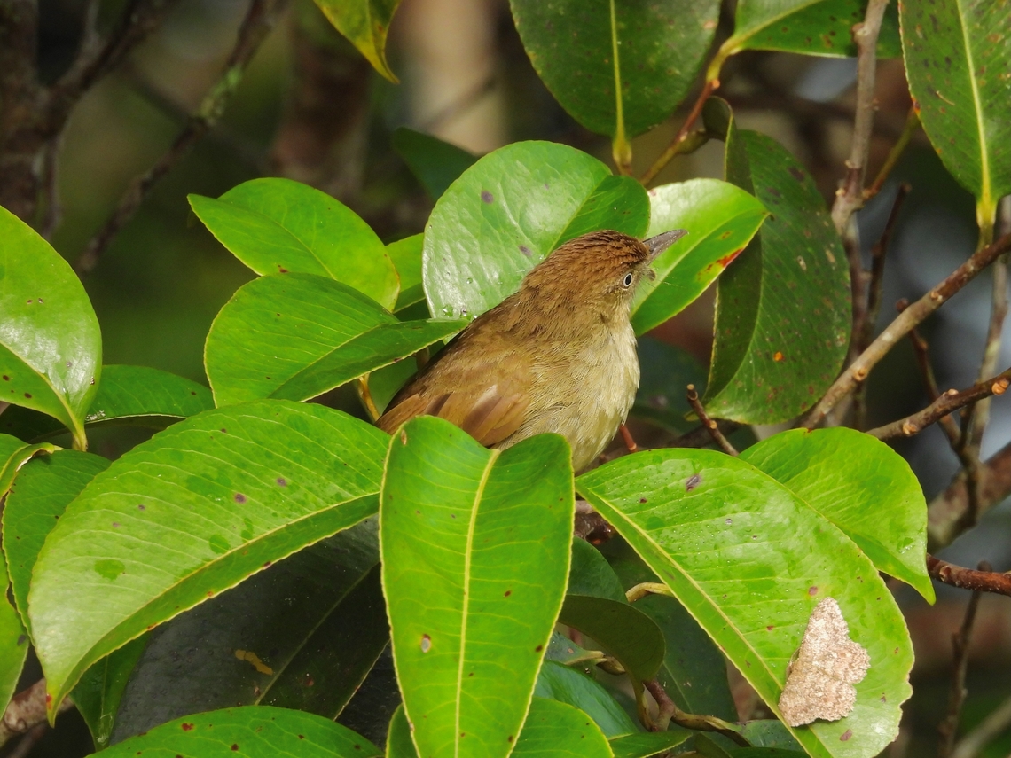 Charlotte's Bulbul - Iole charlottae            Bird,Bulbul,Charlotte's bulbul,Iole charlottae,Malaysia,Sabah