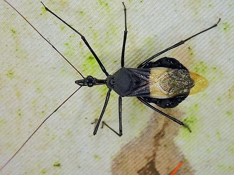 Assassin Bug - Sycanus collaris  Assassin Bug,Malaysia,Sabah,Sycanus collaris