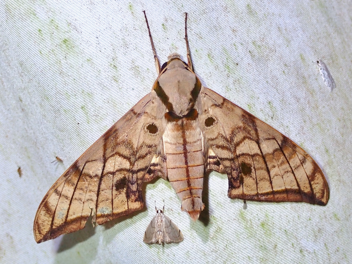 Hawkmoth - Ambulyx zacharovi  Ambulyx zacharovi,Hawkmoth,Malaysia,Moth,Sabah