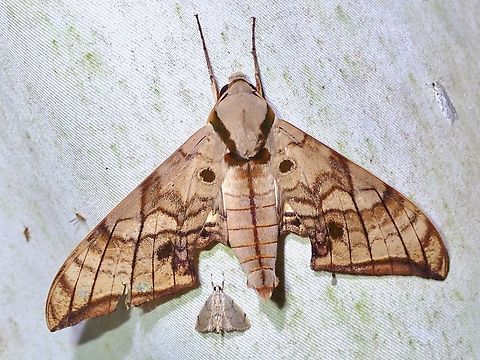 Hawkmoth - Ambulyx zacharovi  Ambulyx zacharovi,Hawkmoth,Malaysia,Moth,Sabah