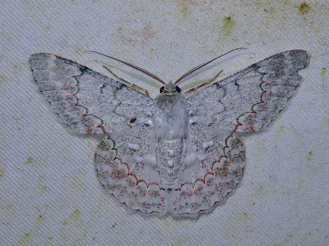 Moth - Pingasa rubimontana  Malaysia,Moth,Pingasa rubimontana,Sabah