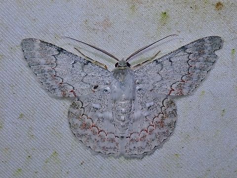 Moth - Pingasa rubimontana  Malaysia,Moth,Pingasa rubimontana,Sabah