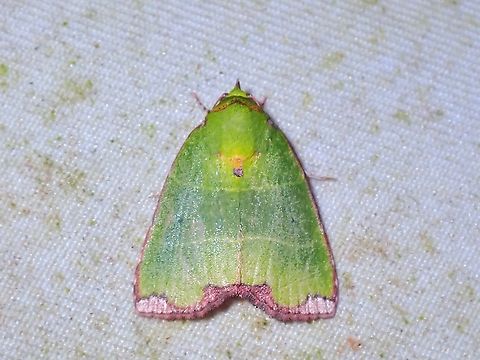 Tufted Moth - Paracrama dulcissima  Malaysia,Moth,Paracrama dulcissima,Sabah,Tufted Moth