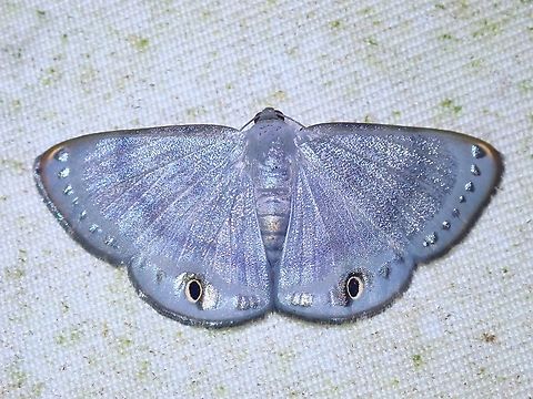 Moth - Tasta montana  Malaysia,Moth,Sabah,Tasta montana