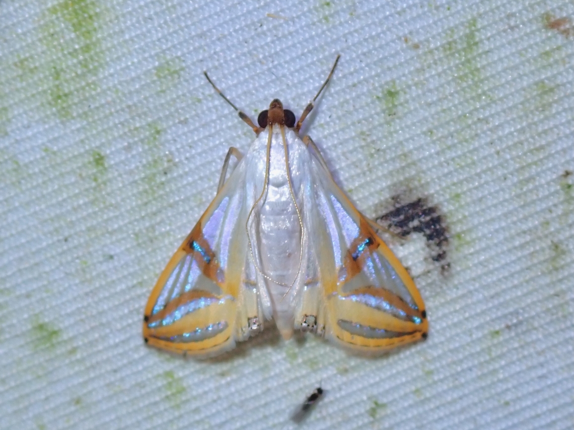 Moth - Talanga sabacusalis  Malaysia,Moth,Sabah,Talanga sabacusalis