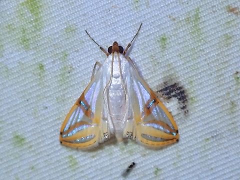 Moth - Talanga sabacusalis  Malaysia,Moth,Sabah,Talanga sabacusalis