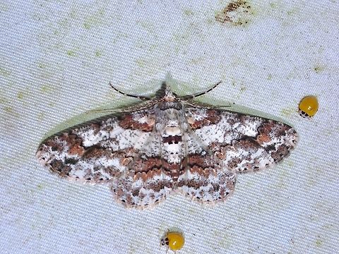 Moth - Cleora pendleburyi  Cleora pendleburyi,Malaysia,Moth,Sabah