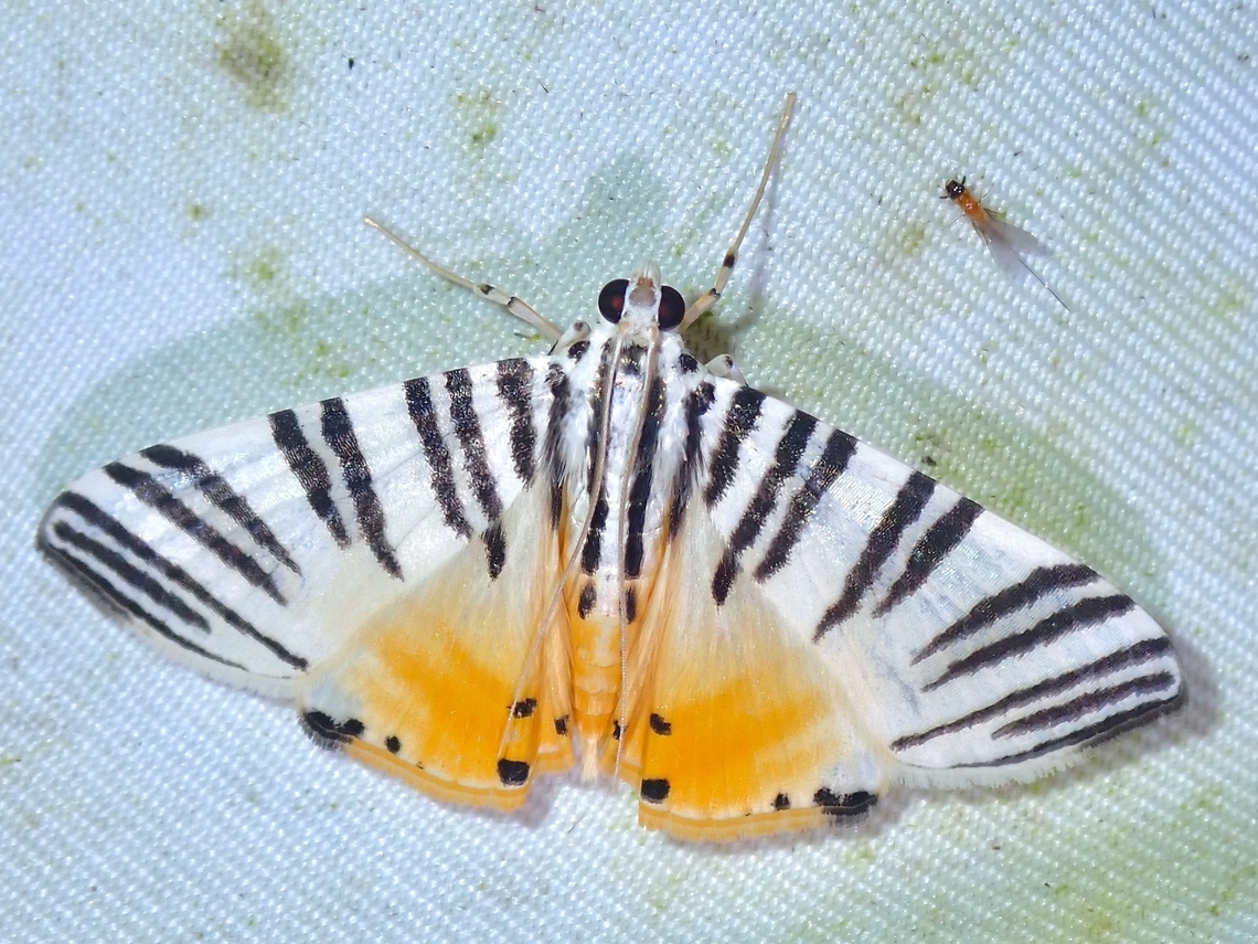 Moth - Dichocrocis zebralis  Dichocrocis zebralis,Malaysia,Moth,Sabah