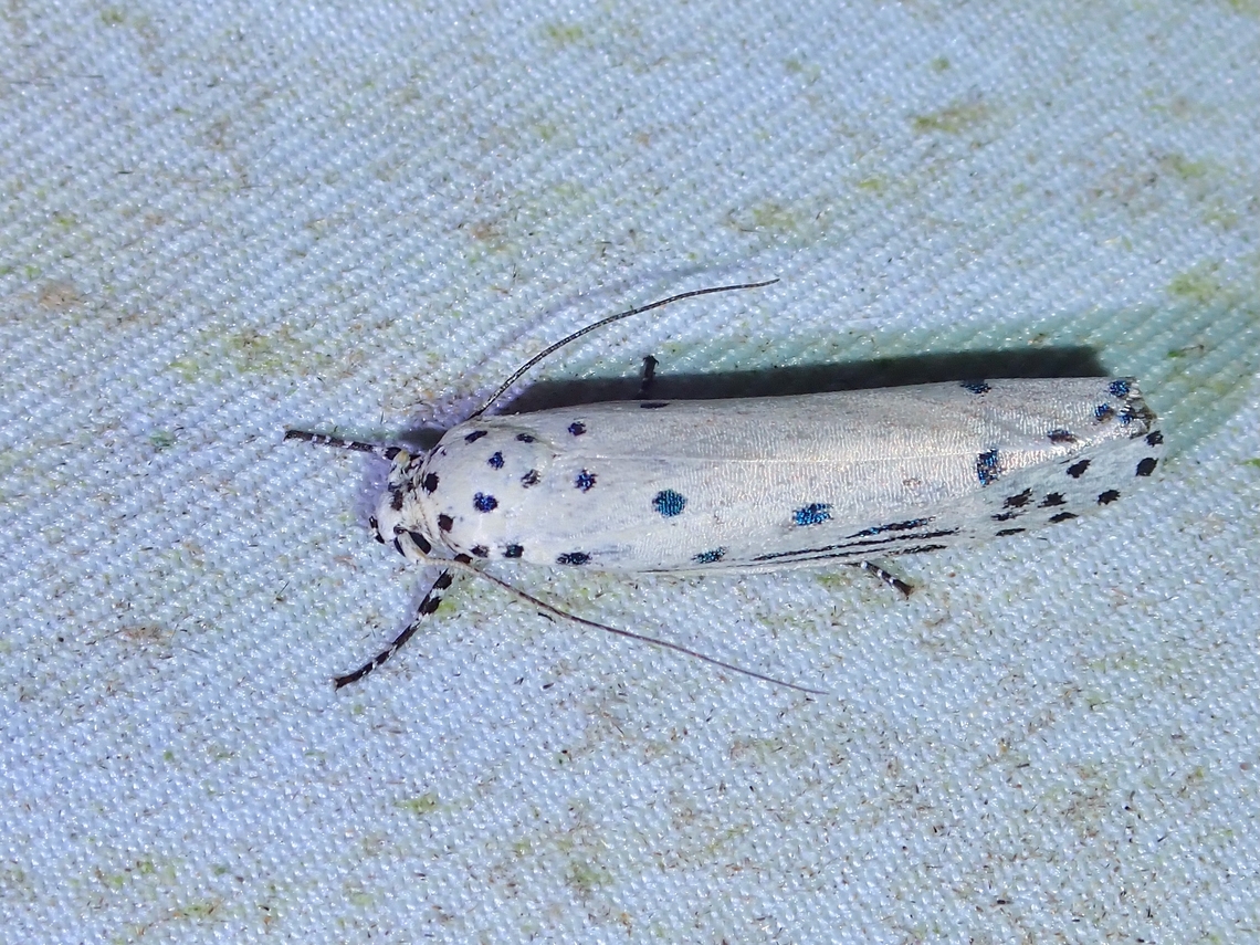 Flat-Bodied Moth - Ethmia trifida  Ethmia trifida,Flat-Bodied Moth,Malaysia,Moth,Sabah