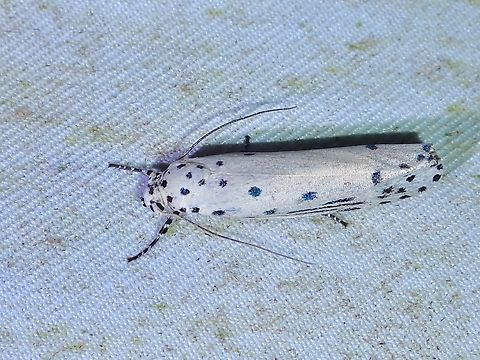 Flat-Bodied Moth - Ethmia trifida Ethmia trifida,Flat-Bodied Moth,Malaysia,Moth,Sabah