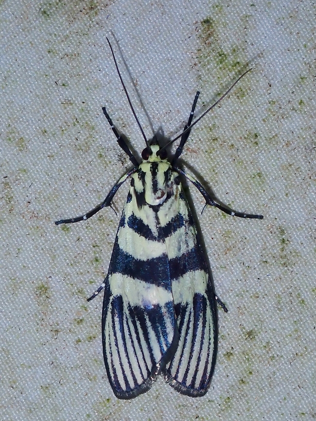 Moth - Heortia vitessoides  Heortia vitessoides,Malaysia,Moth,Sabah