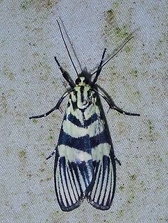 Moth - Heortia vitessoides  Heortia vitessoides,Malaysia,Moth,Sabah