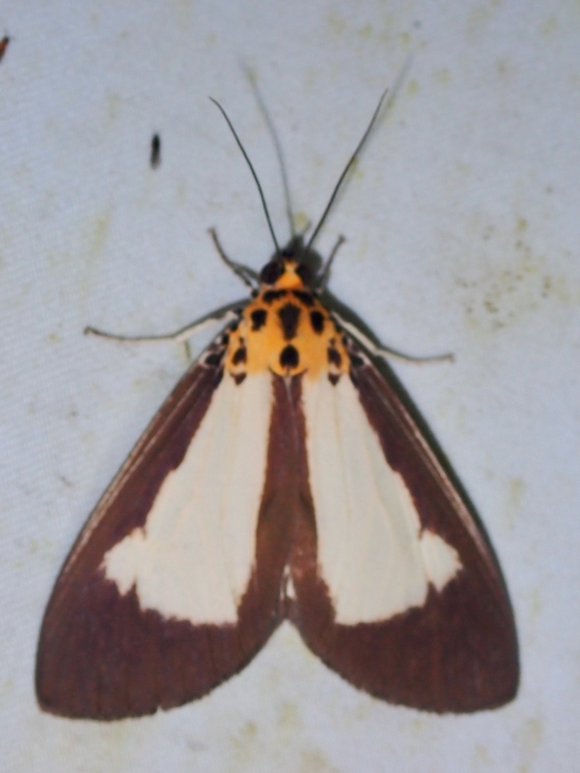 Snouted Tiger Moth - Asota plana  Asota plana,Malaysia,Moth,Sabah,Snouted Tiger Moth,Tiger Moth