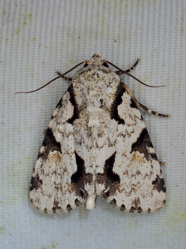 Moth - Thalathoides curtalis  Malaysia,Moth,Sabah,Thalathoides curtalis