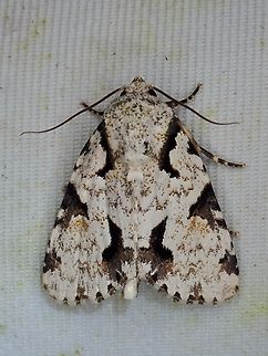 Moth - Thalathoides curtalis  Malaysia,Moth,Sabah,Thalathoides curtalis