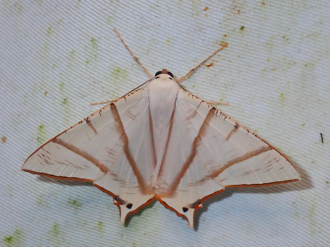 Moth - Ourapteryx picticaudata  Malaysia,Moth,Ourapteryx picticaudata,Sabah