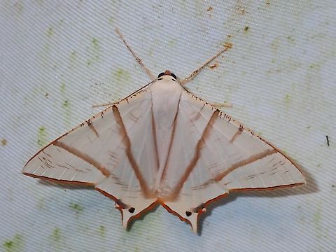 Moth - Ourapteryx picticaudata  Malaysia,Moth,Ourapteryx picticaudata,Sabah