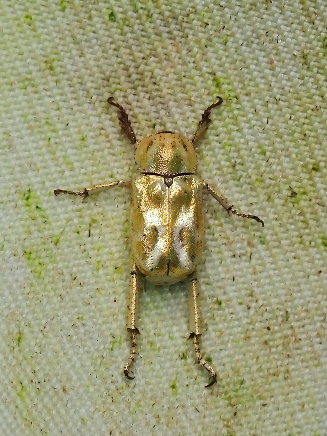 Monkey Beetle - Hoplia aurata  Beetle,Hoplia aurata,Malaysia,Monkey Beetle,Sabah