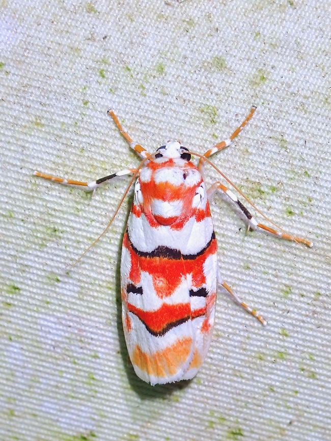Lichen Moth - Cyana malayensis  Cyana malayensis,Lichen Moth,Malaysia,Moth,Sabah