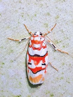 Lichen Moth - Cyana malayensis  Cyana malayensis,Lichen Moth,Malaysia,Moth,Sabah