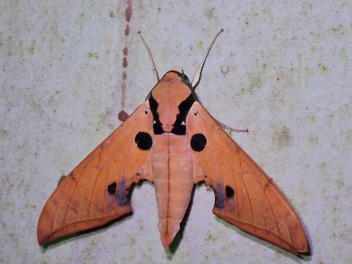Hawkmoth - Ambulyx obliterata  Ambulyx obliterata,Hawkmoth,Malaysia,Moth,Sabah
