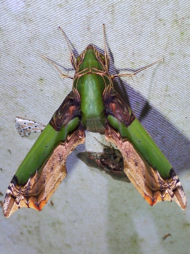 Green Rippled Hawkmoth - Eupanacra busiris  Eupanacra busiris,Green Rippled Hawkmoth,Hawkmoth,Malaysia,Moth,Sabah