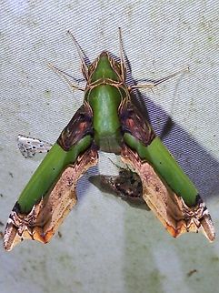 Green Rippled Hawkmoth - Eupanacra busiris Eupanacra busiris,Green Rippled Hawkmoth,Hawkmoth,Malaysia,Moth,Sabah