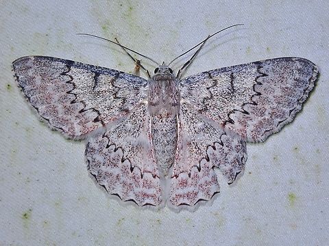 White Looper Moth - Pingasa chlora  Malaysia,Moth,Pingasa chlora,Sabah,White Looper Moth