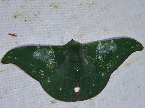 Emerald Moth - Tanaorhinus rafflesii  Emerald Moth,Malaysia,Moth,Sabah,Tanaorhinus rafflesii