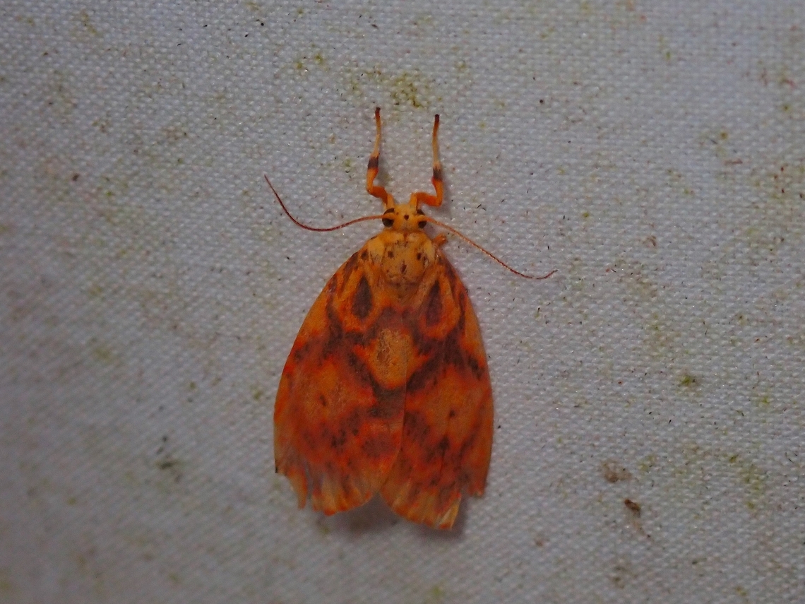 Lichen Moth - Nanarsine porphyrea  Lichen Moth,Malaysia,Moth,Nanarsine porphyrea,Sabah
