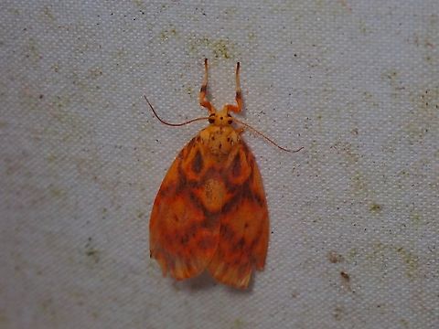 Lichen Moth - Nanarsine porphyrea  Lichen Moth,Malaysia,Moth,Nanarsine porphyrea,Sabah