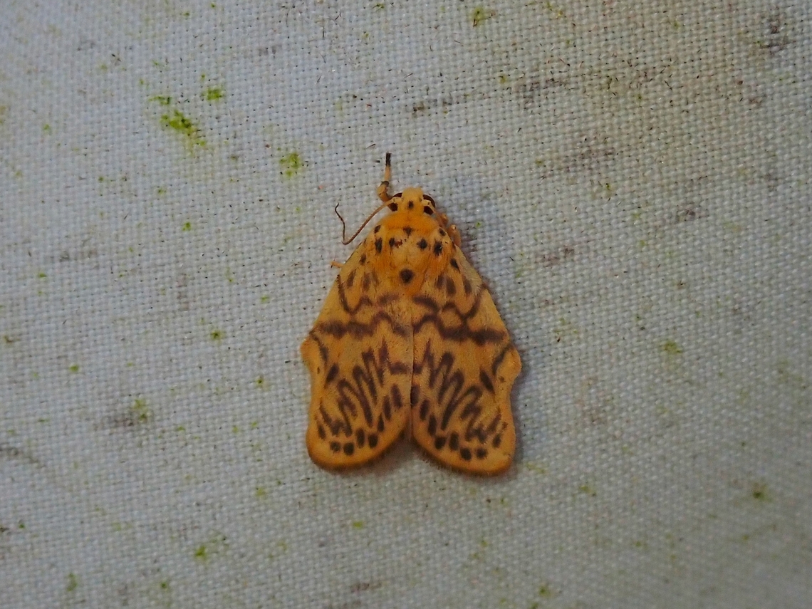 Lichen Moth - Miltochrista lutara  Lichen Moth,Malaysia,Miltochrista lutara,Moth,Sabah
