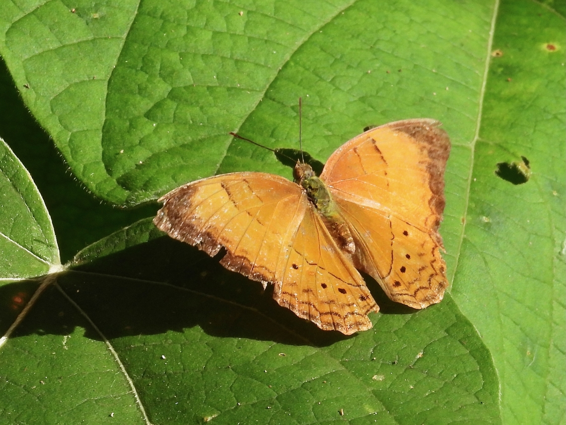 Butterfly - Cirrochroa malaya            Butterfly,Cirrochroa malaya,Malaysia,Selangor