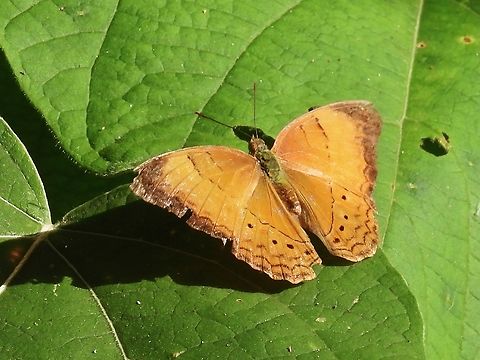 Butterfly - Cirrochroa malaya Butterfly,Cirrochroa malaya,Malaysia,Selangor