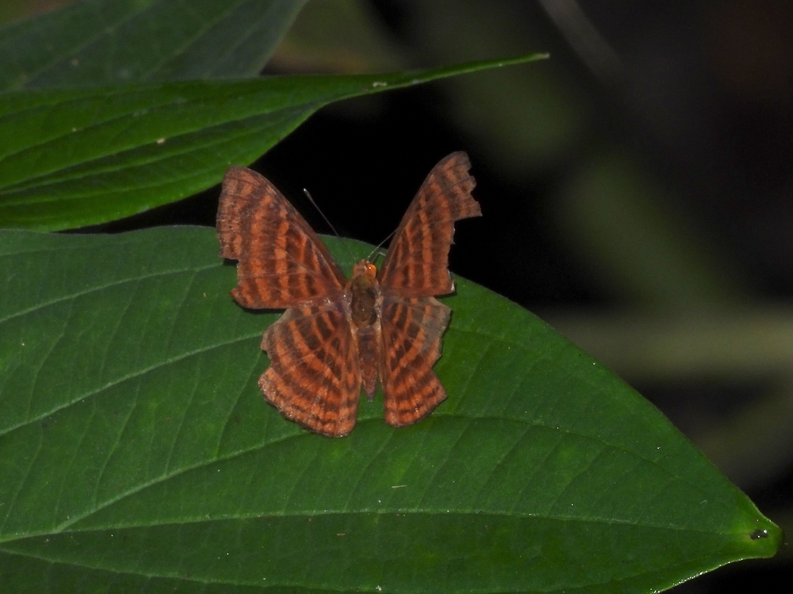 Malay Punchinello - Zemeros emesoides            Butterfly,Malay Punchinello,Malaysia,Selangor,Zemeros emesoides